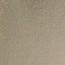 Chinshilla Bronze Chinshilla Bronze
